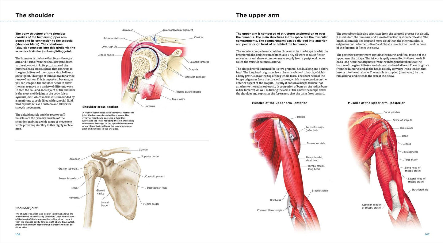 Anatomy Explorer