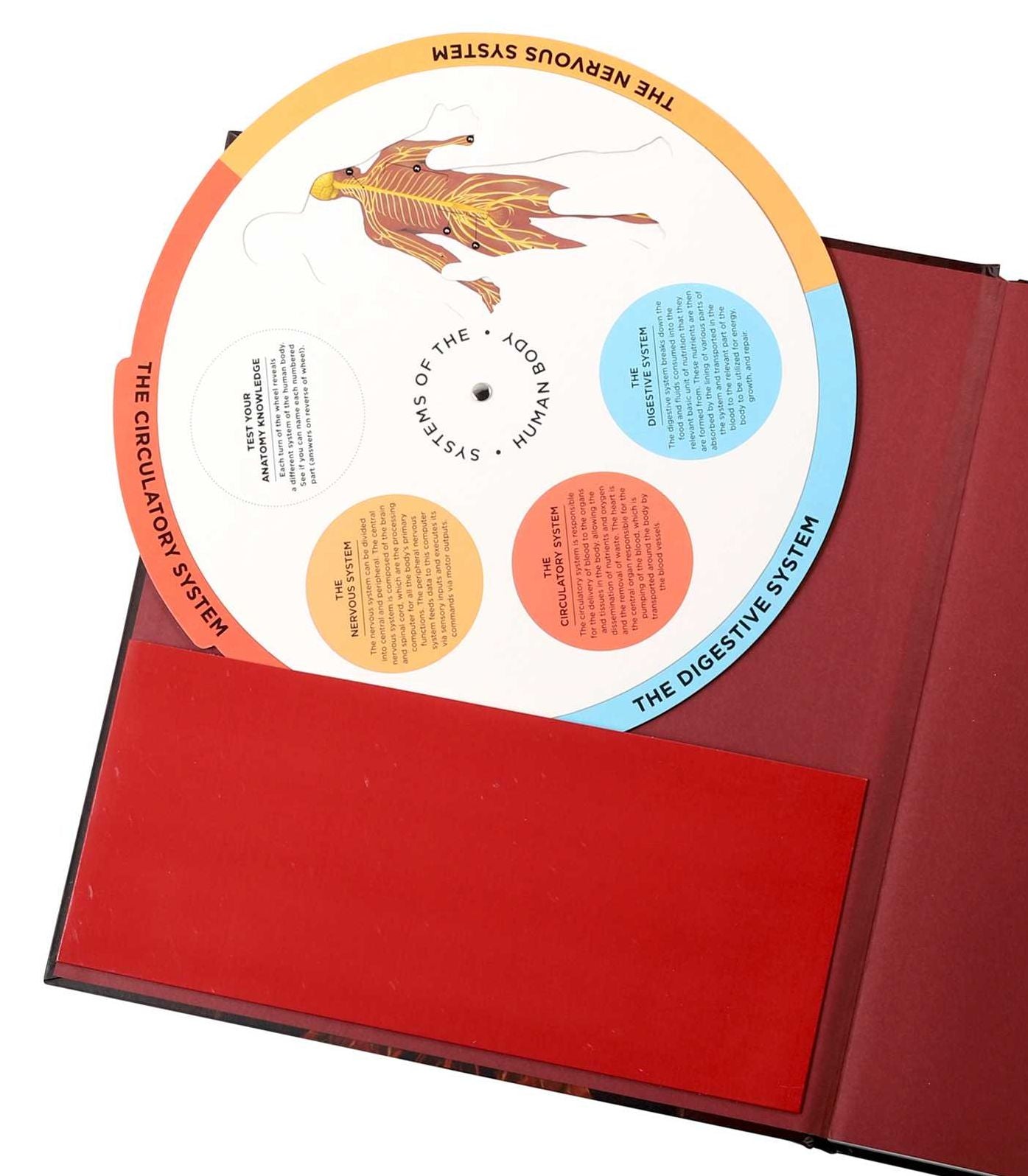 Anatomy Explorer