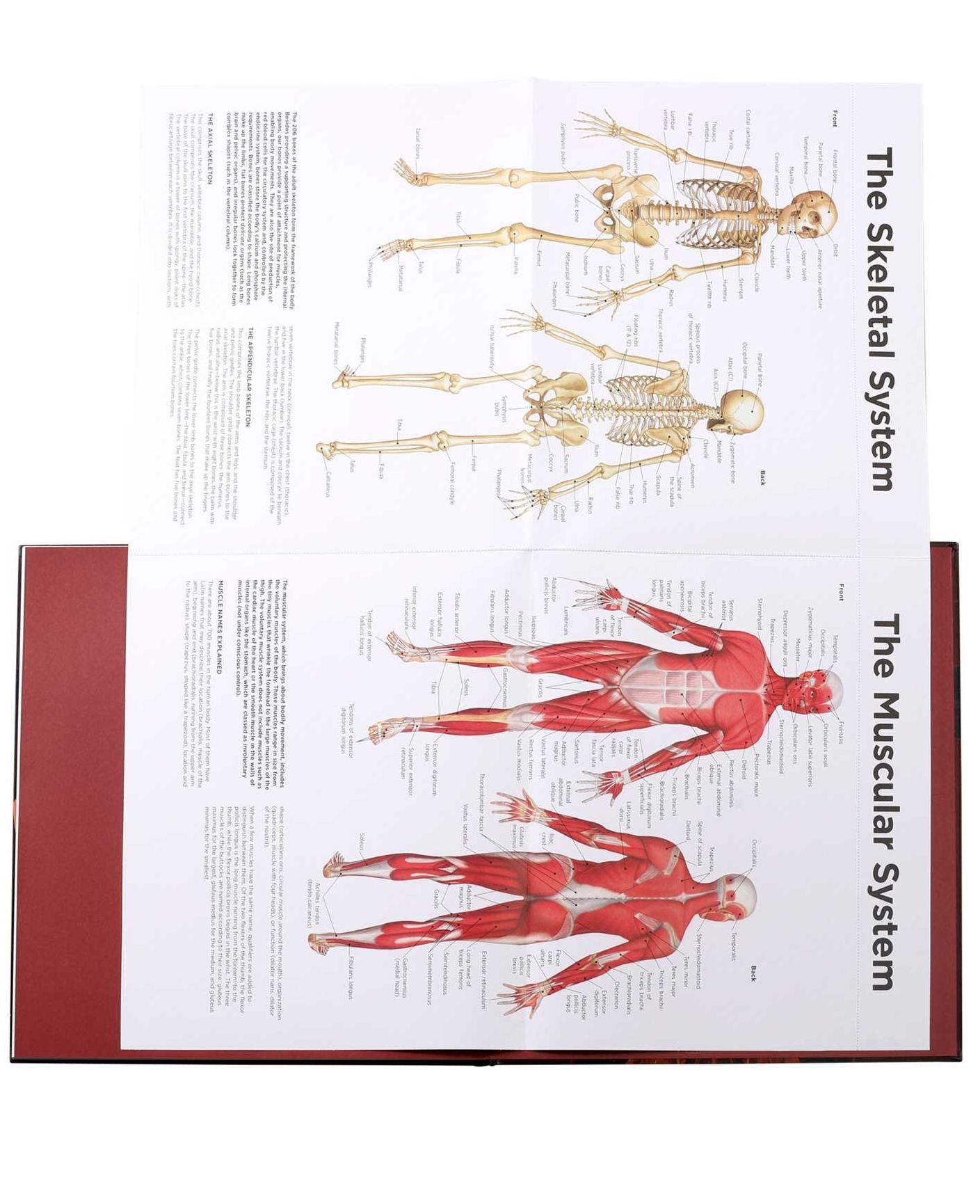 Anatomy Explorer