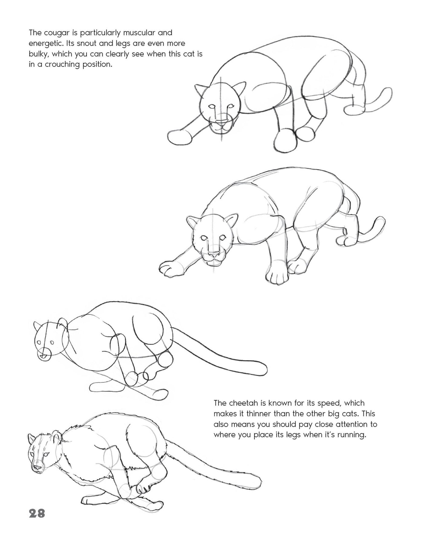 Drawing Animals: Learn How to Draw Everything from Dogs, Sharks, and Dinosaurs to Cats, Llamas, and More!