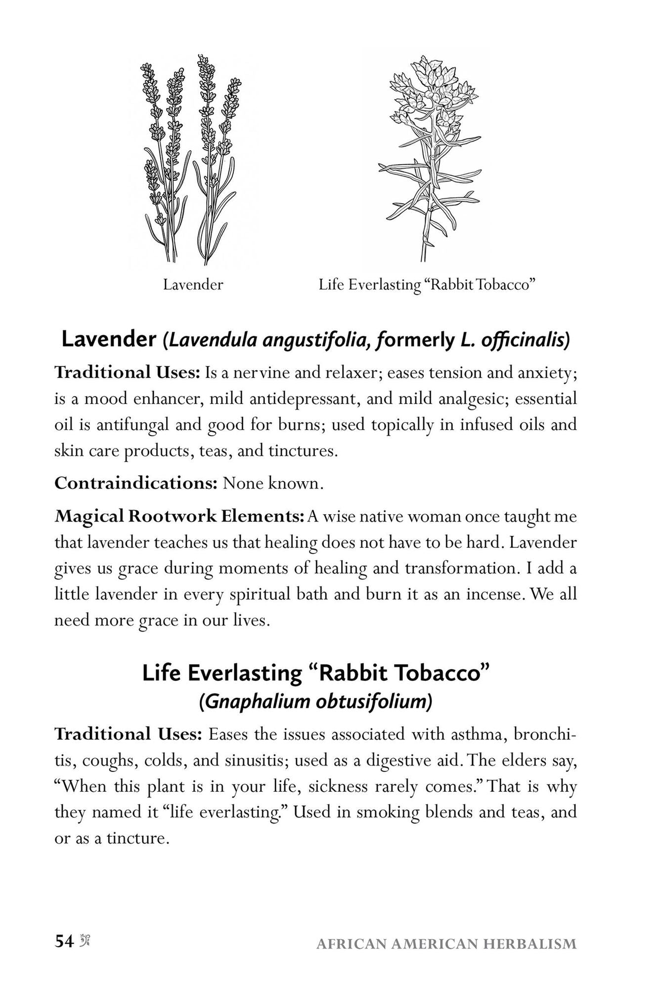 African American Herbalism: A Practical Guide to Healing Plants and Folk Traditions