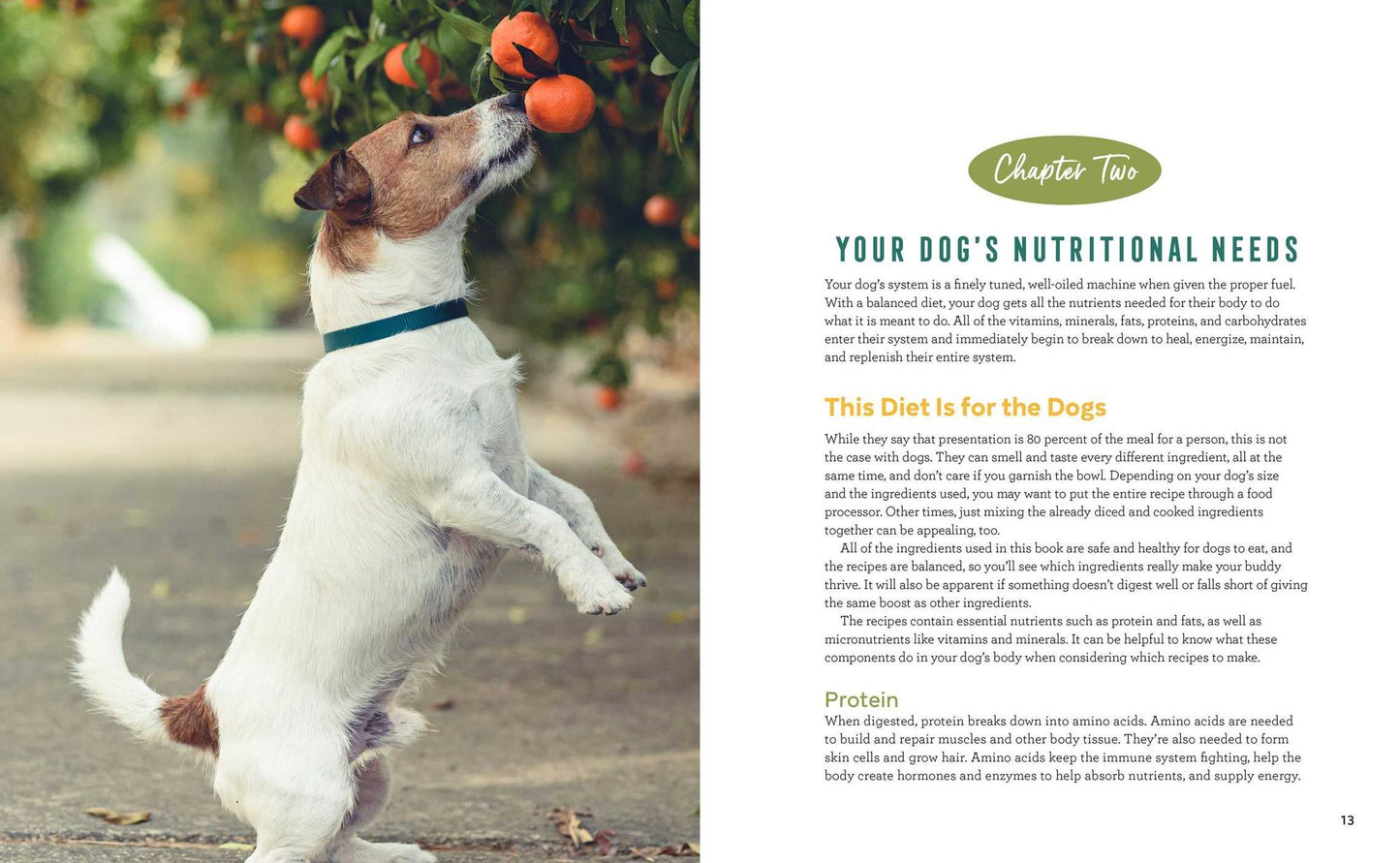 Easy Dog Food Recipes: 60 Healthy Dishes to Feed Your Pet Safely