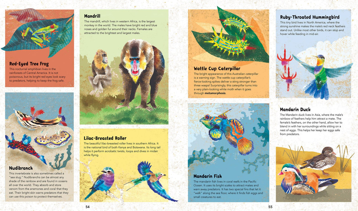 Barefoot Books Incredible Animals