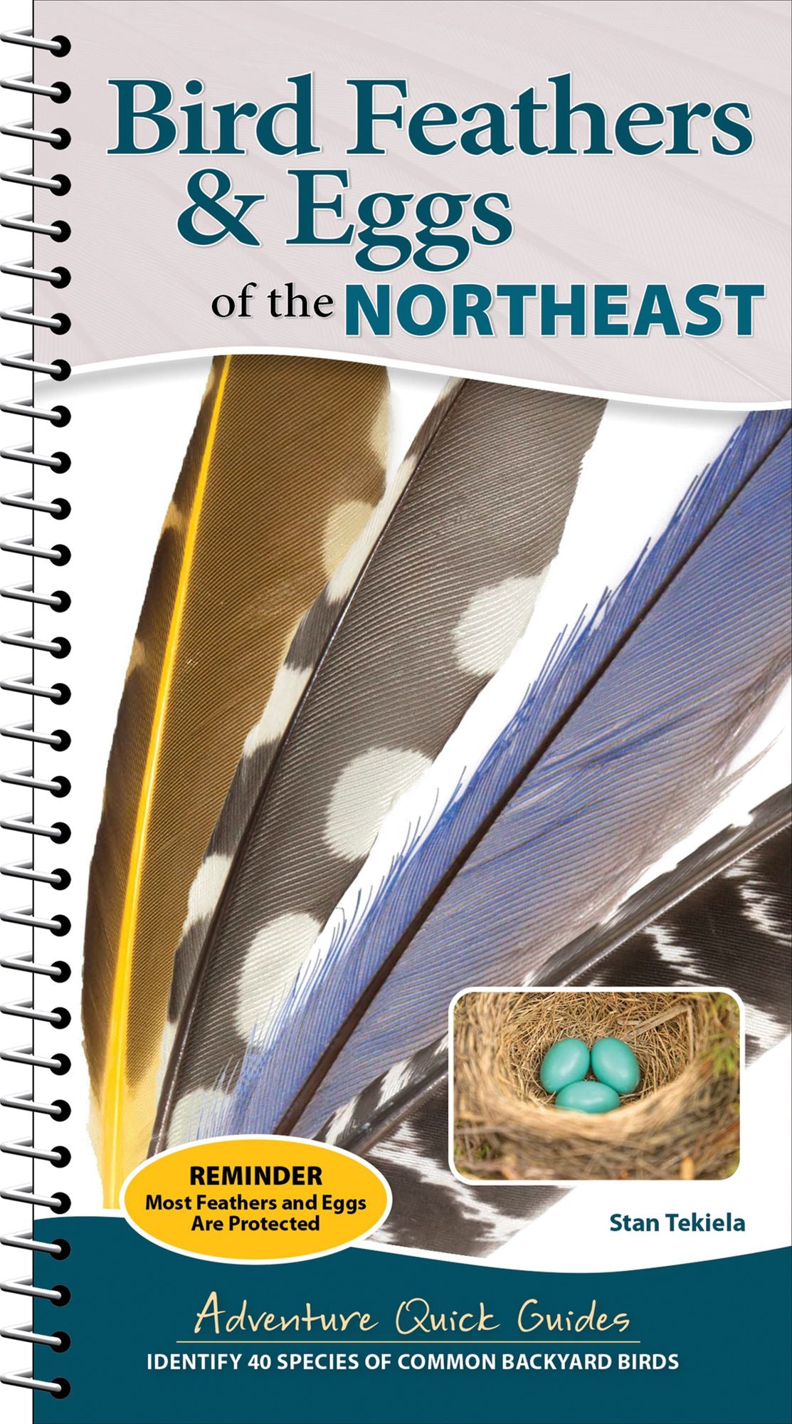 Bird Feathers & Eggs of the Northeast: Identify 40 Species of Common Backyard Birds