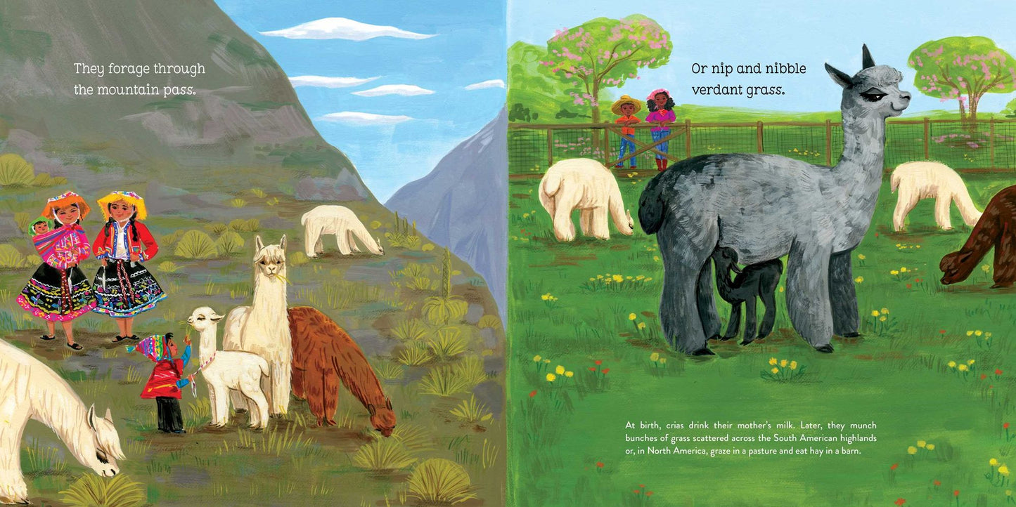 Alpacas Here, Alpacas There