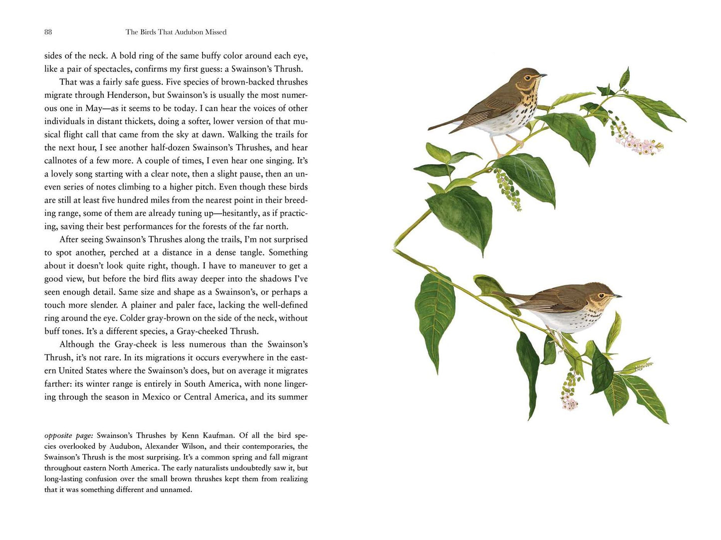 The Birds That Audubon Missed: Discovery and Desire in the American Wilderness