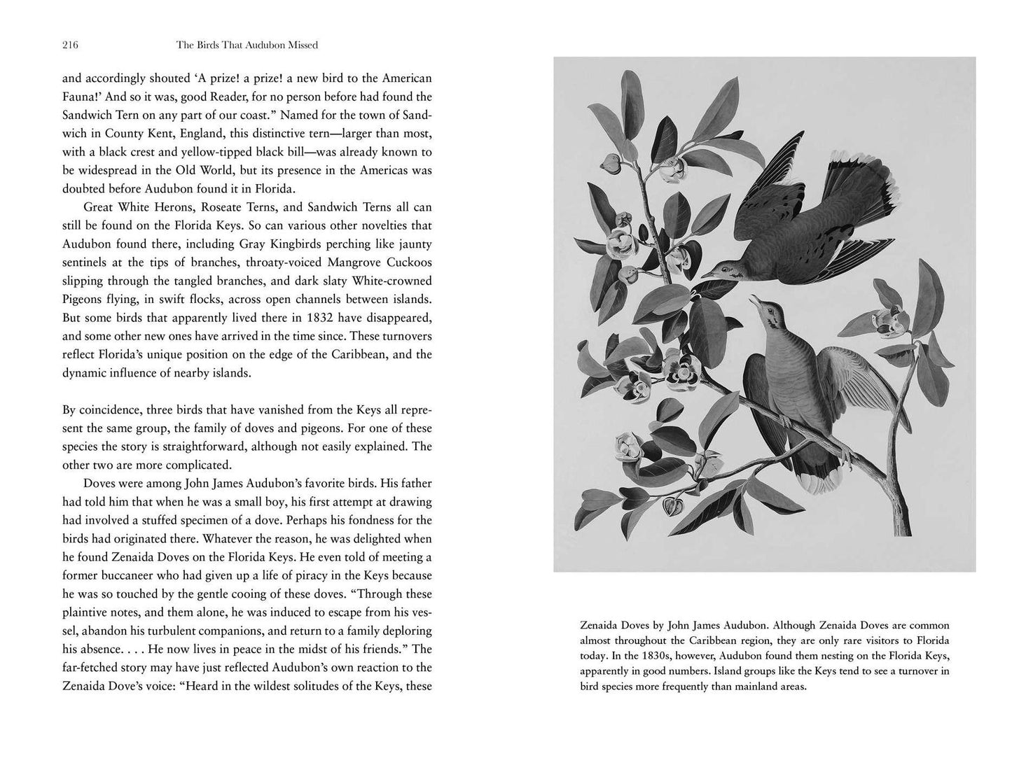 The Birds That Audubon Missed: Discovery and Desire in the American Wilderness