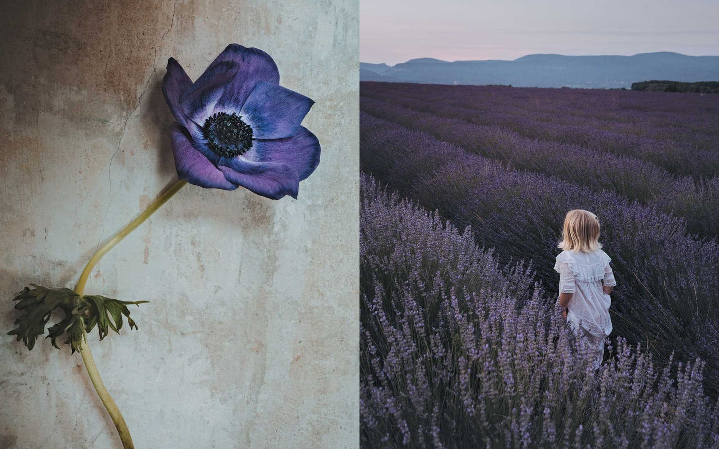 The Flowers of Provence