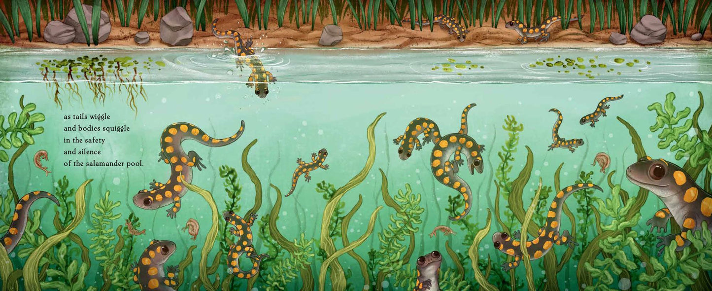 Salamander Song