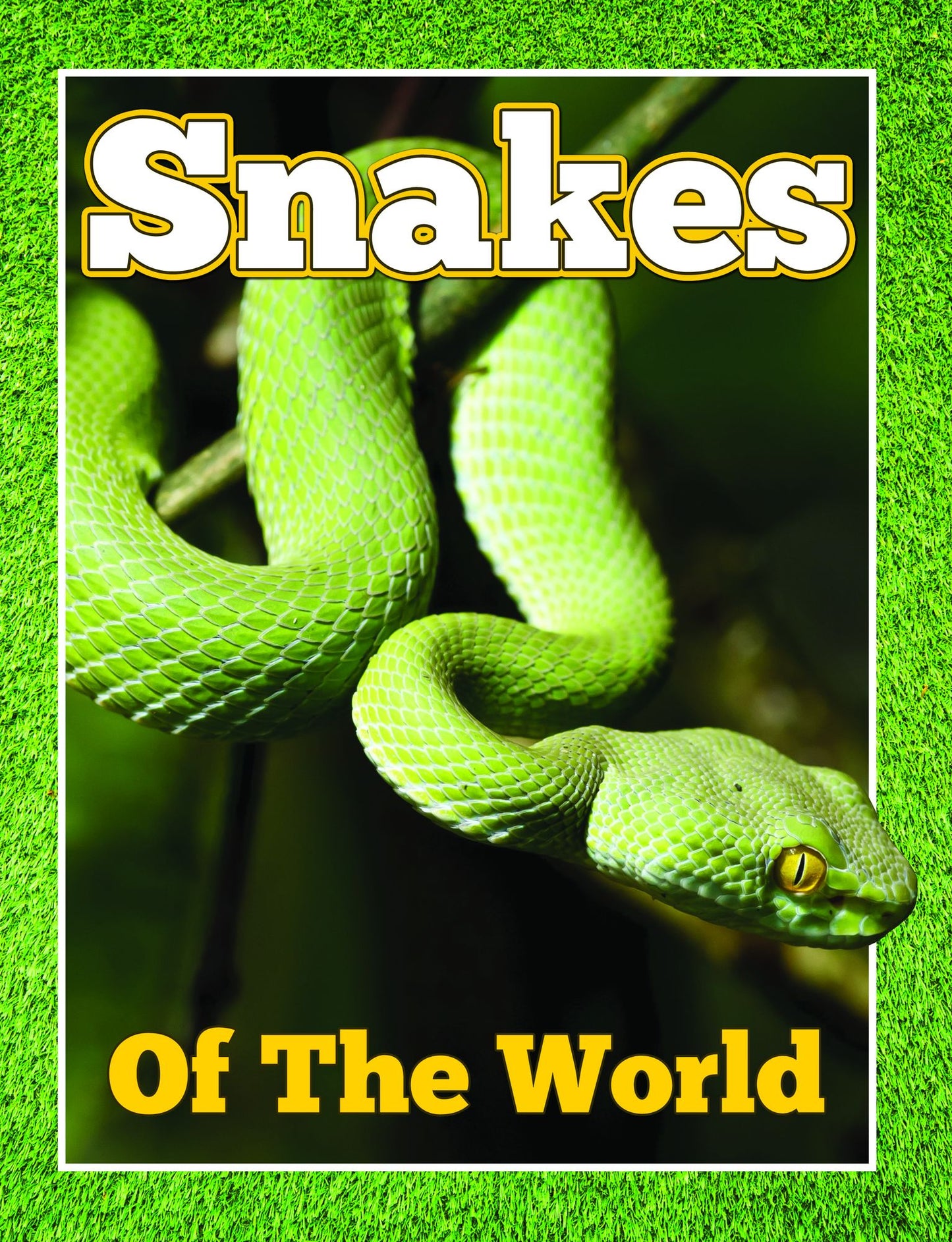 Snakes Of The World: From Pythons to Black Mamba