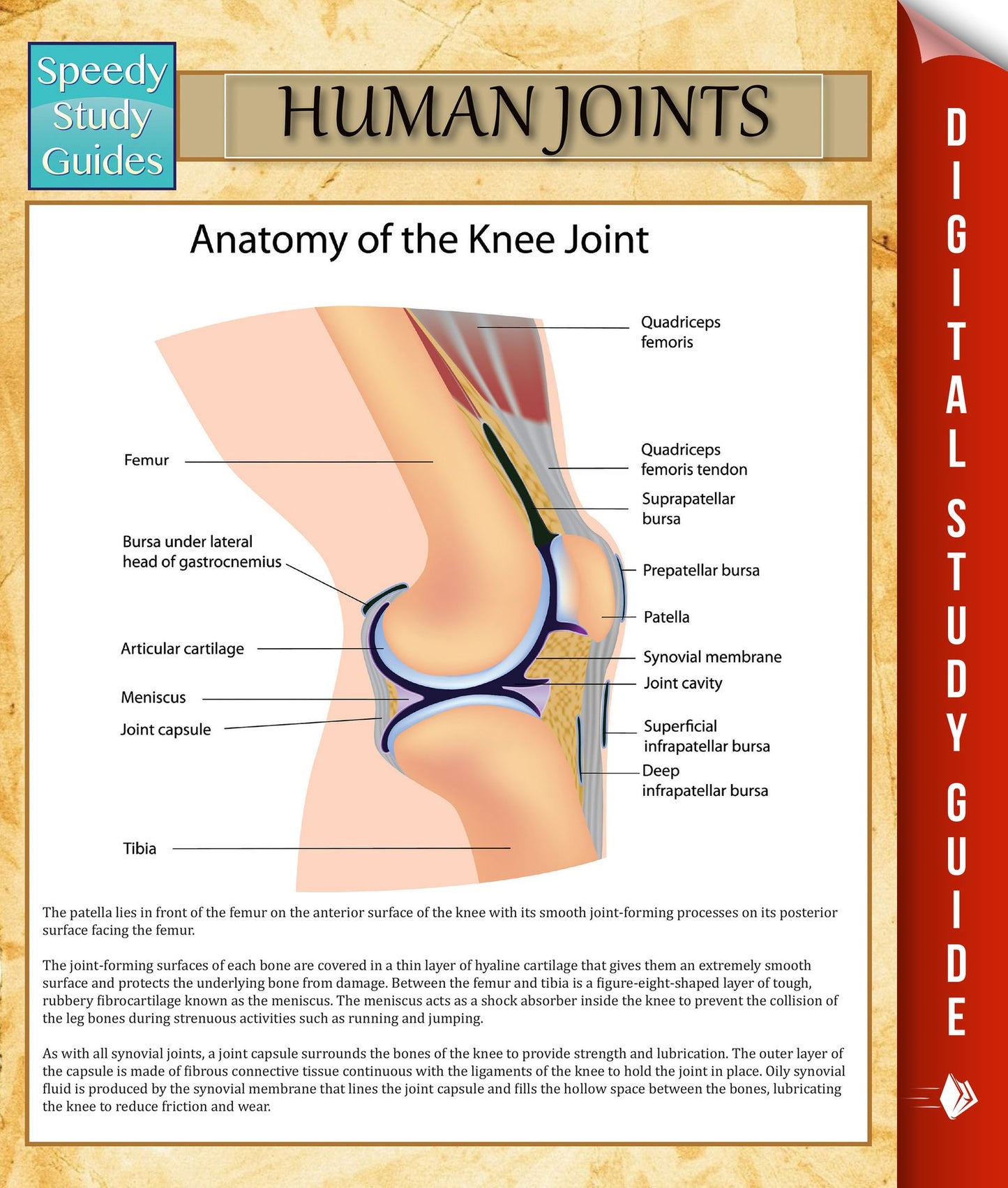 Human Joints: Speedy Study Guides