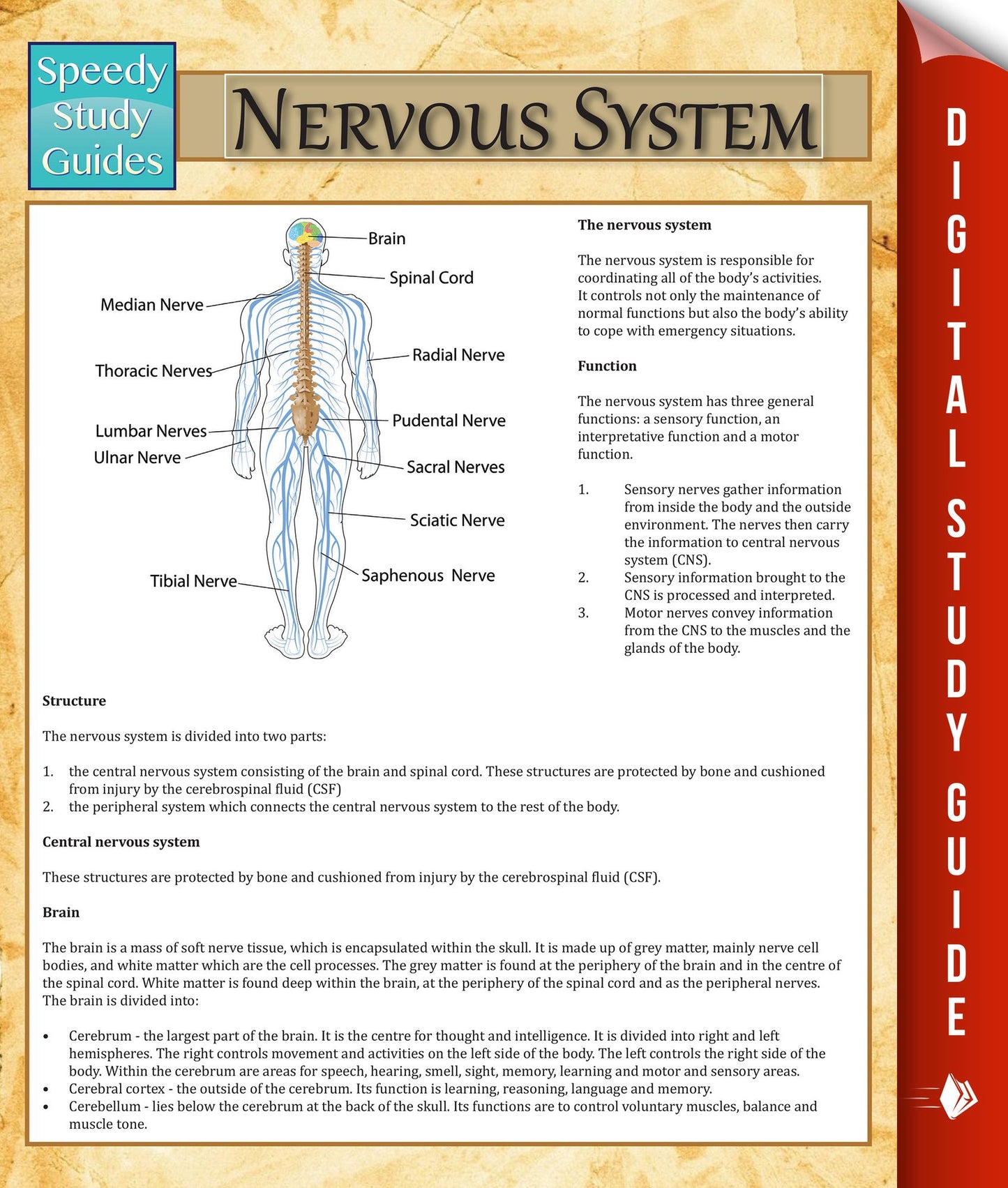Nervous System: Speedy Study Guides