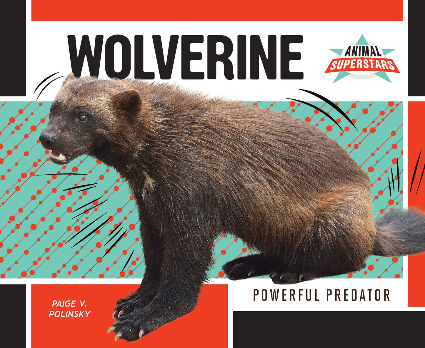 Wolverine : Powerful Predator