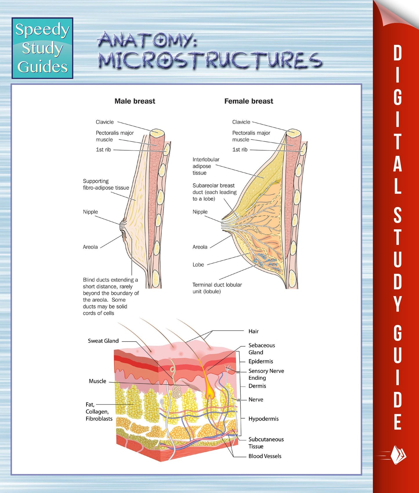 Anatomy: Microstructures (Speedy Study Guides)