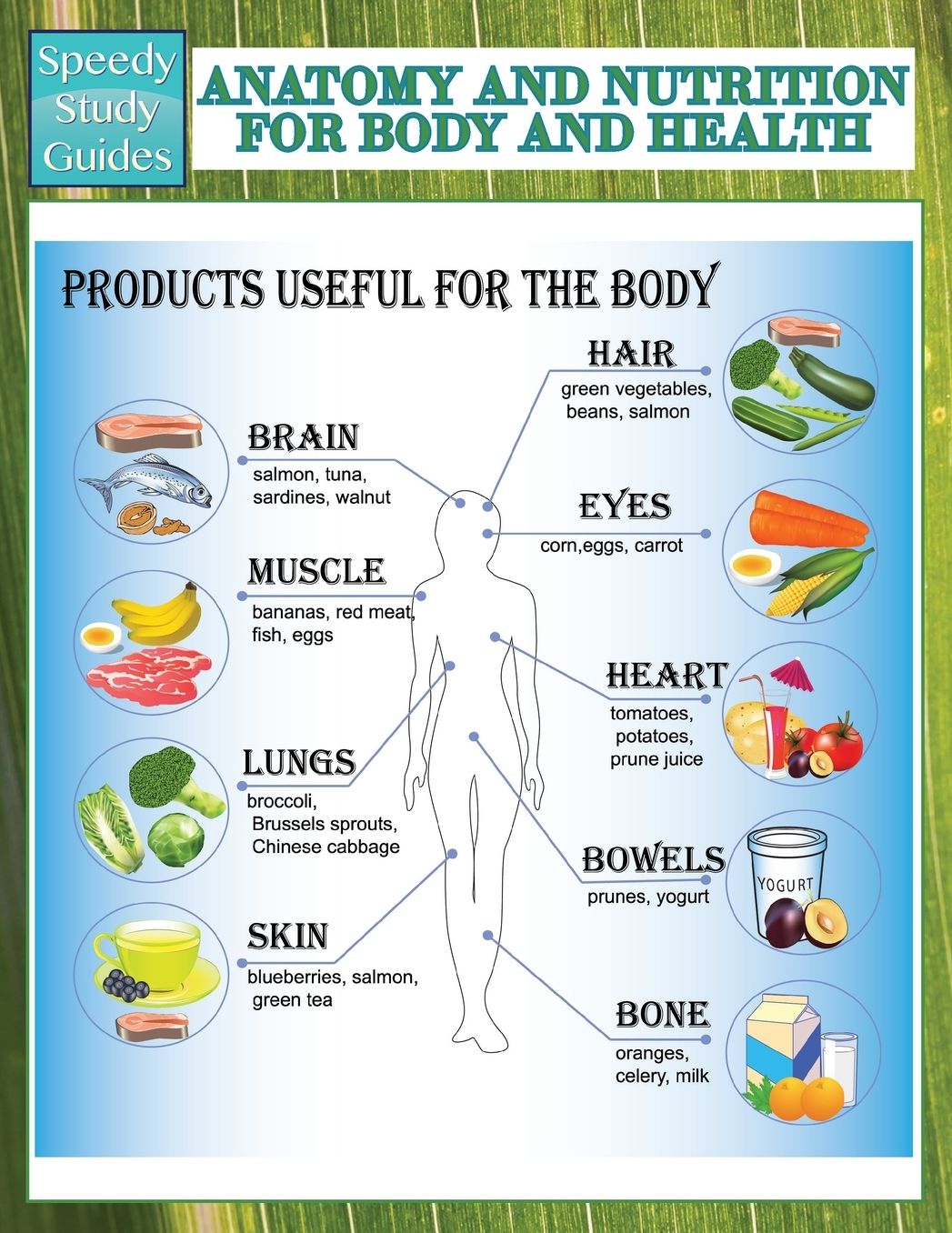 Anatomy and Nutrition for Body and Health (Speedy Study Guides)
