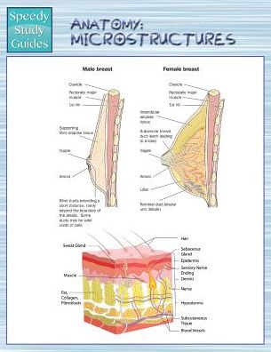 Anatomy: Microstructures (Speedy Study Guides)