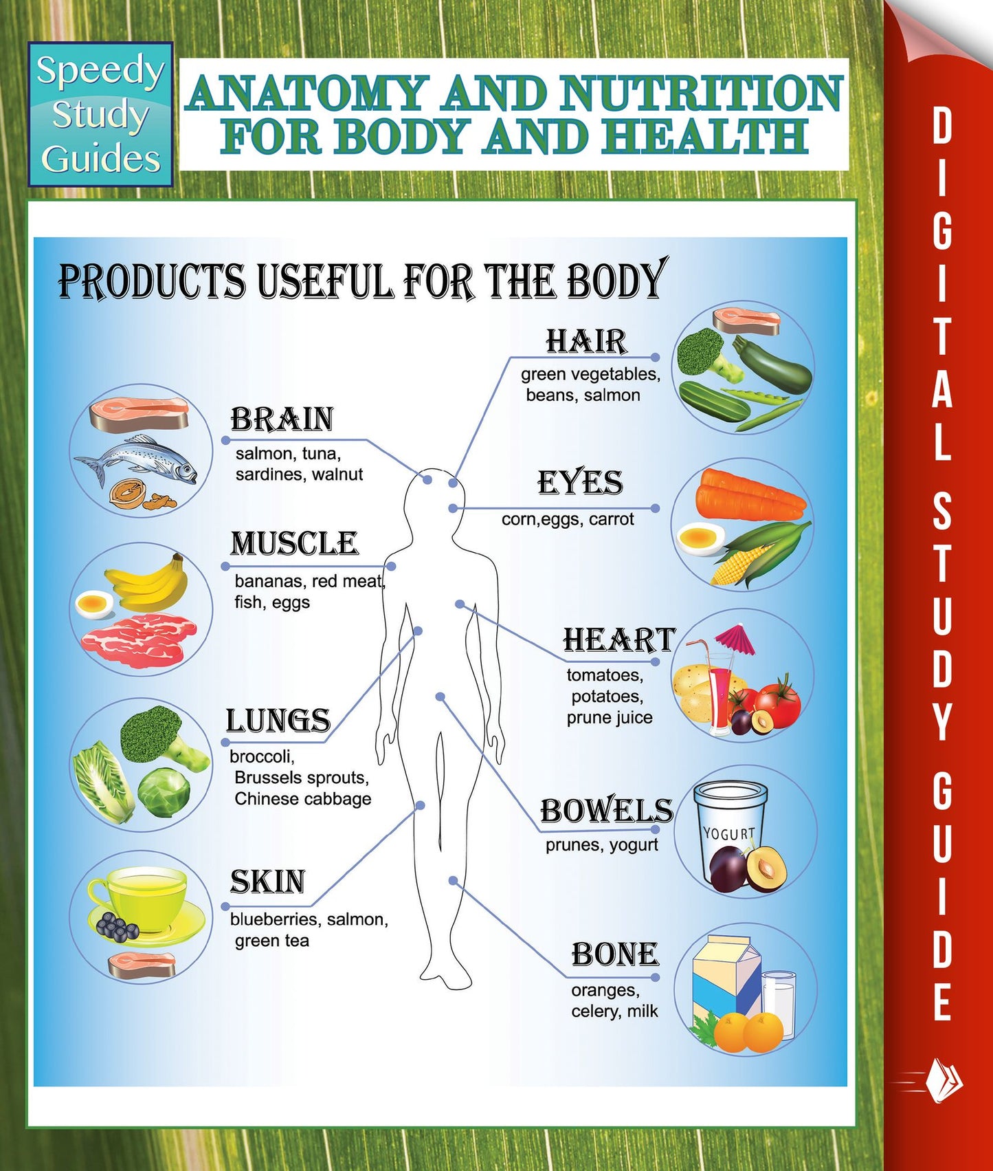 Anatomy And Nutrition For Body And Health (Speedy Study Guides)