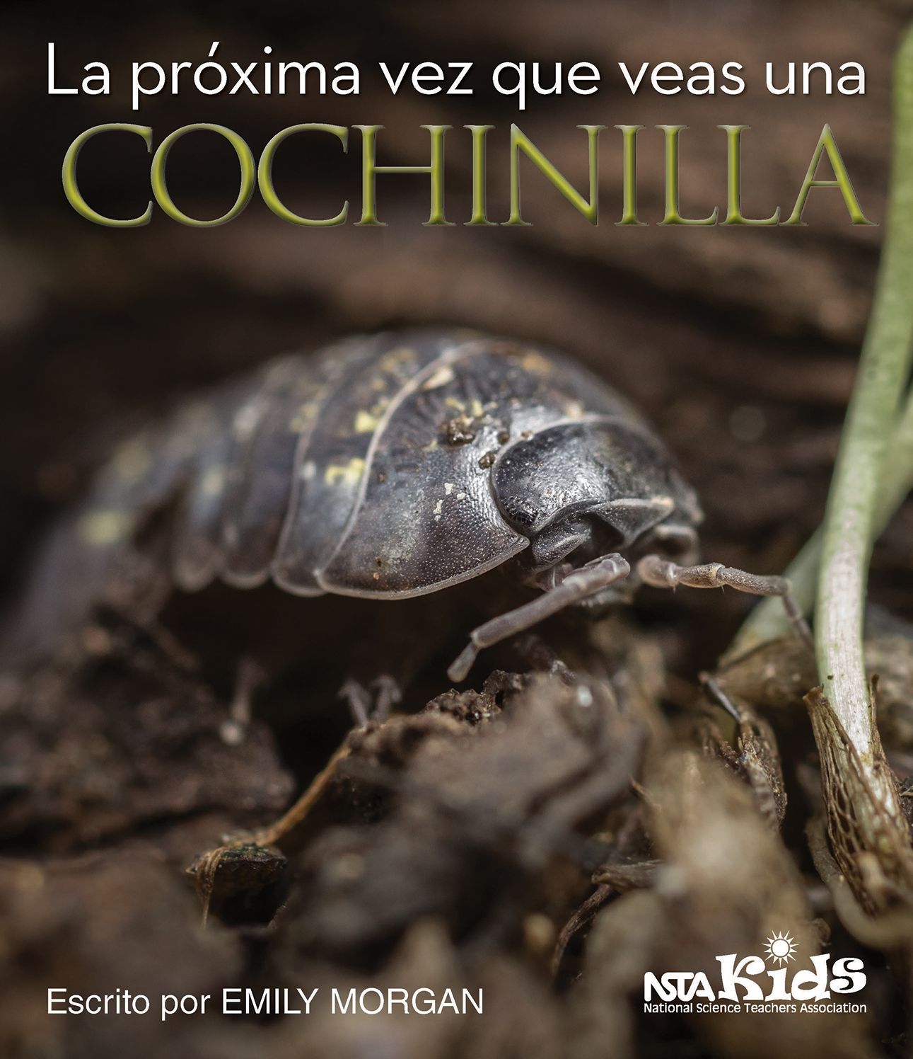 La proxima vez que veas una cochinilla