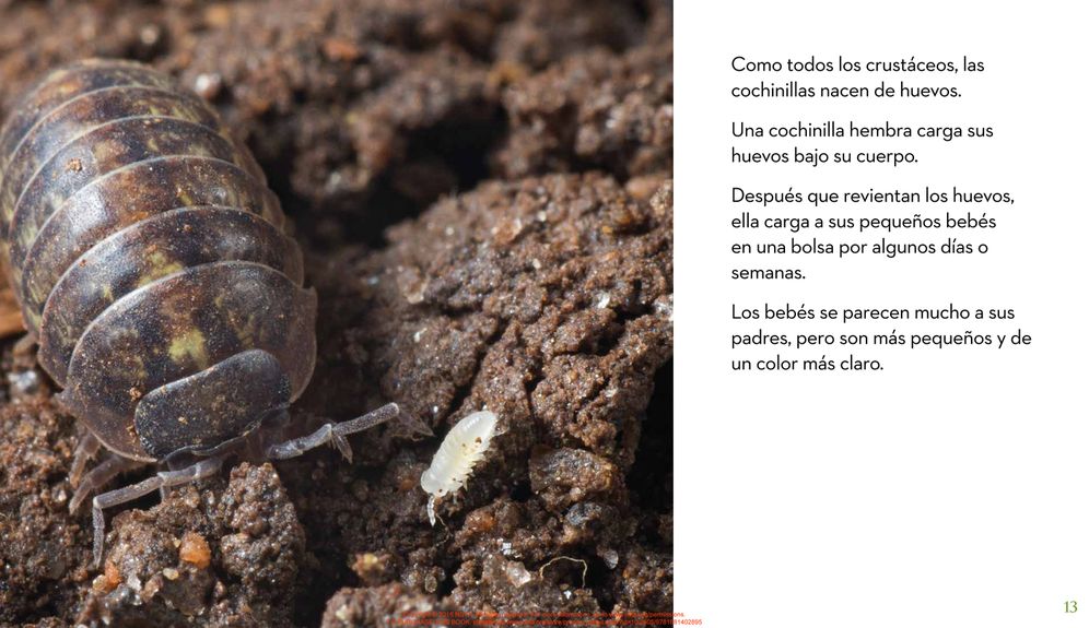 La proxima vez que veas una cochinilla