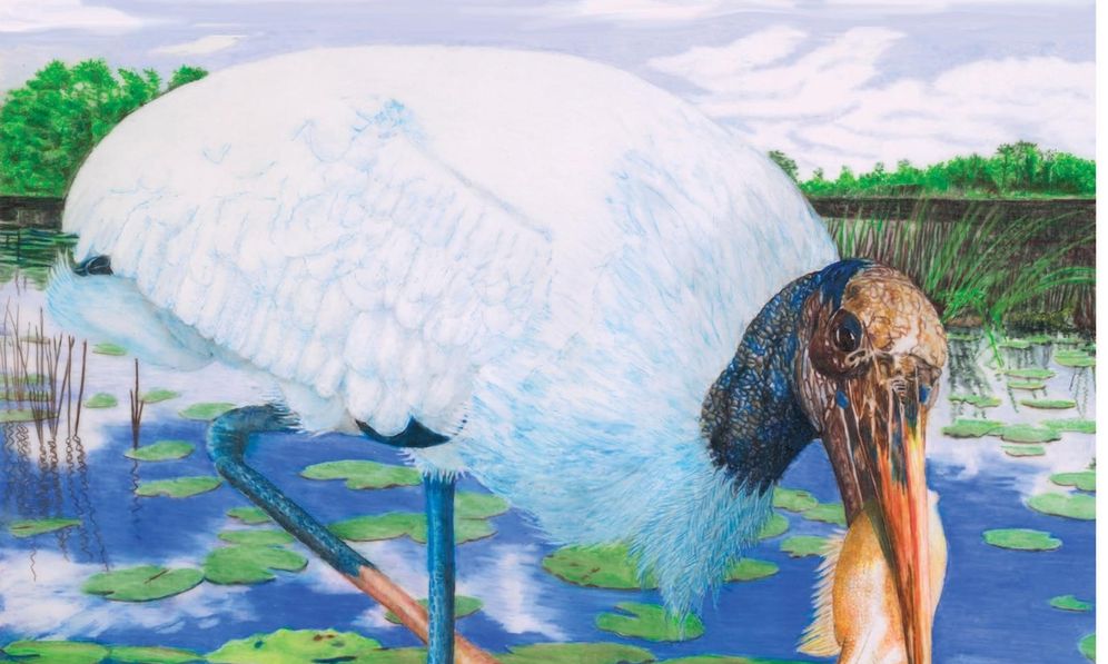 The Beaks of Birds