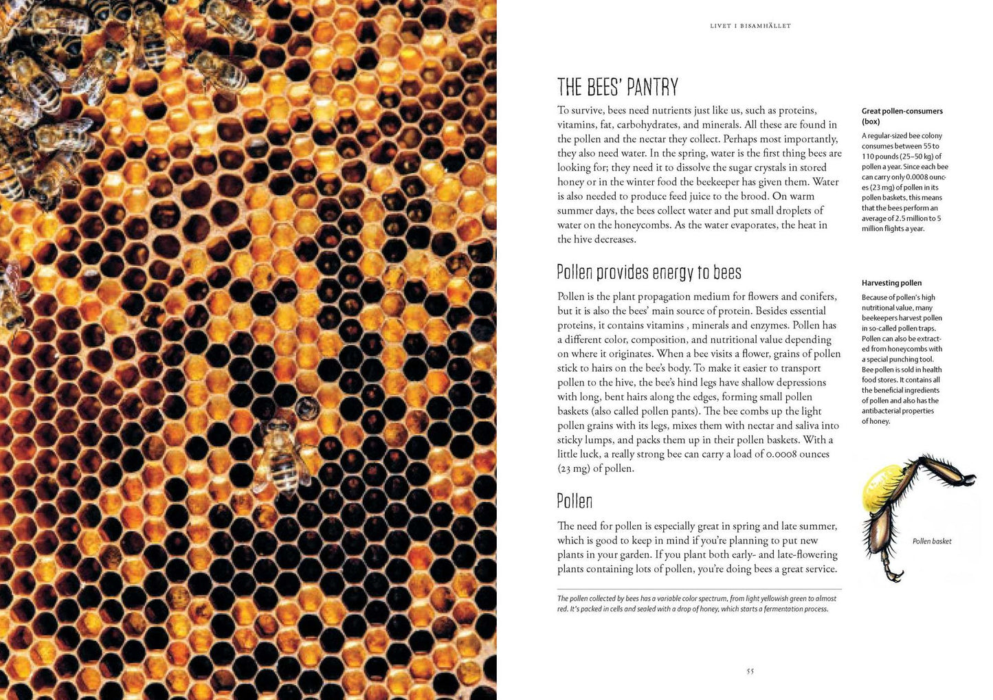 Beekeeping: Everything You Need to Know to Start your First Beehive