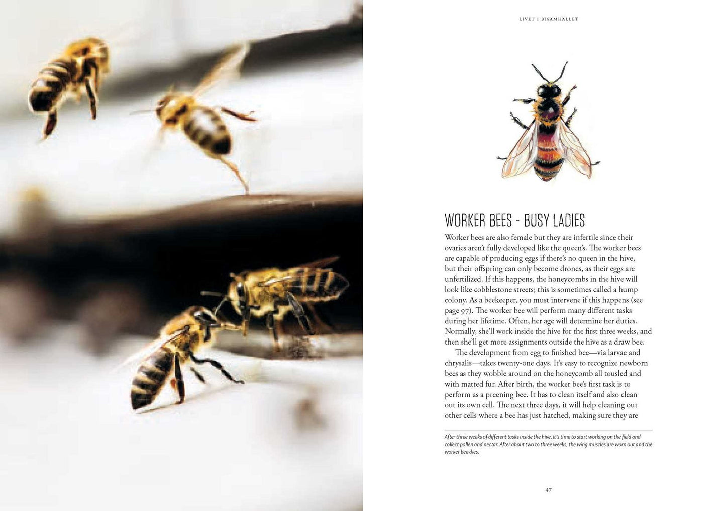 Beekeeping: Everything You Need to Know to Start your First Beehive