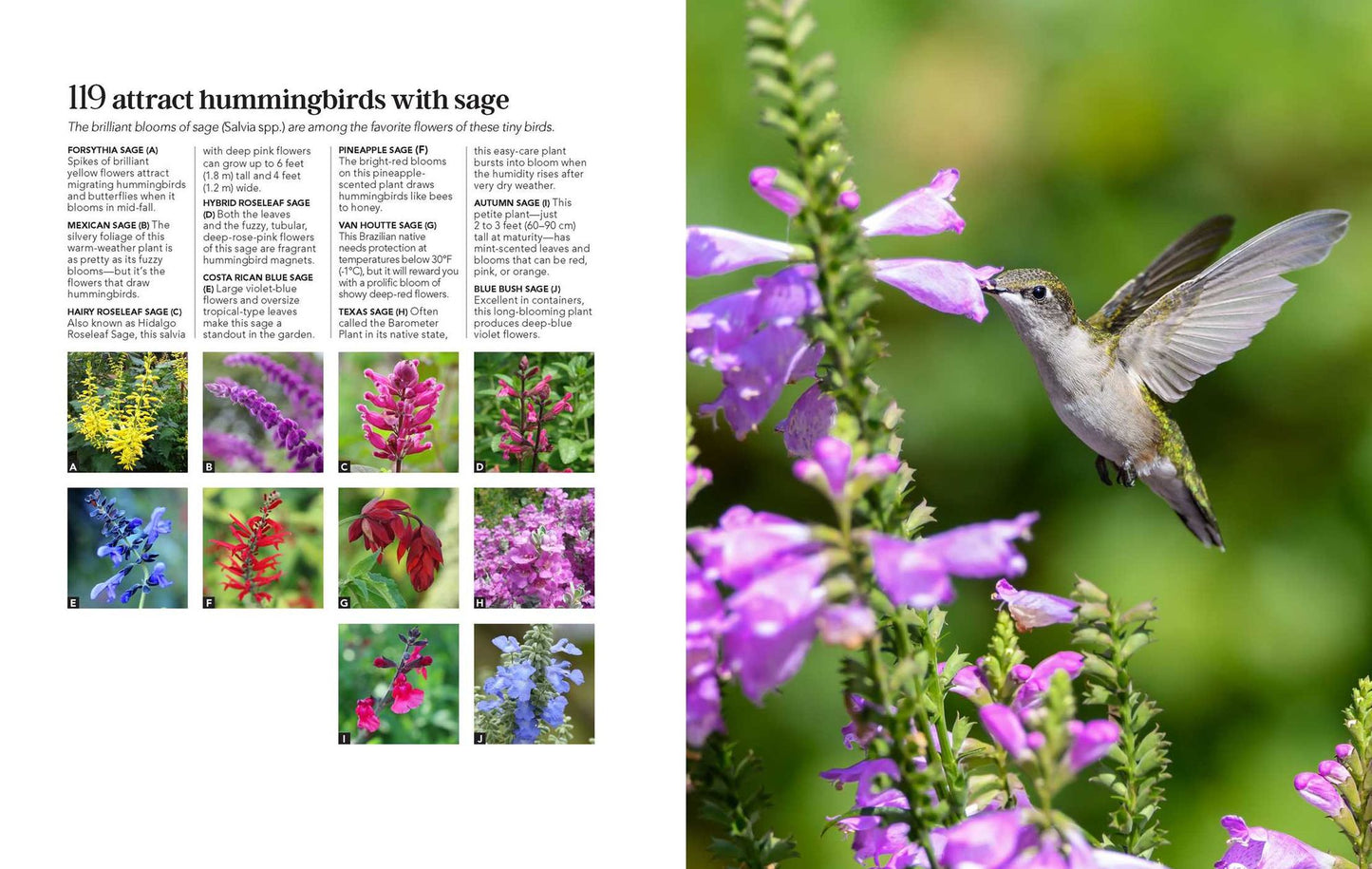 Easy Garden Projects: 200+ Simple Ideas for Your Yard, Garden & Home