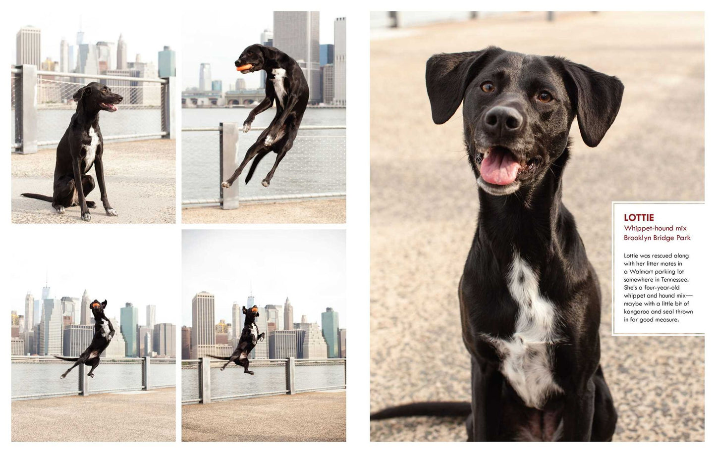 Canines of New York