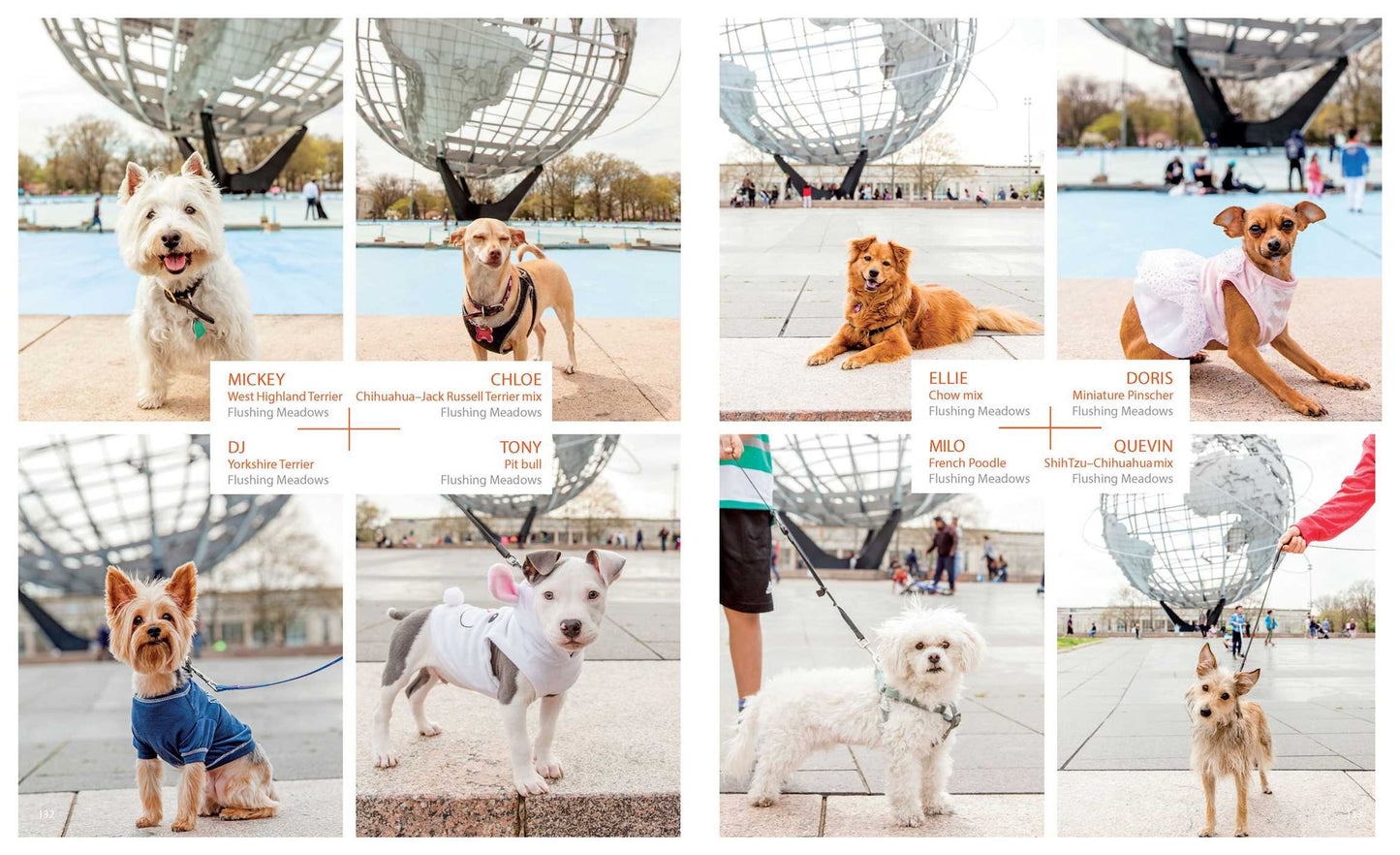 Canines of New York