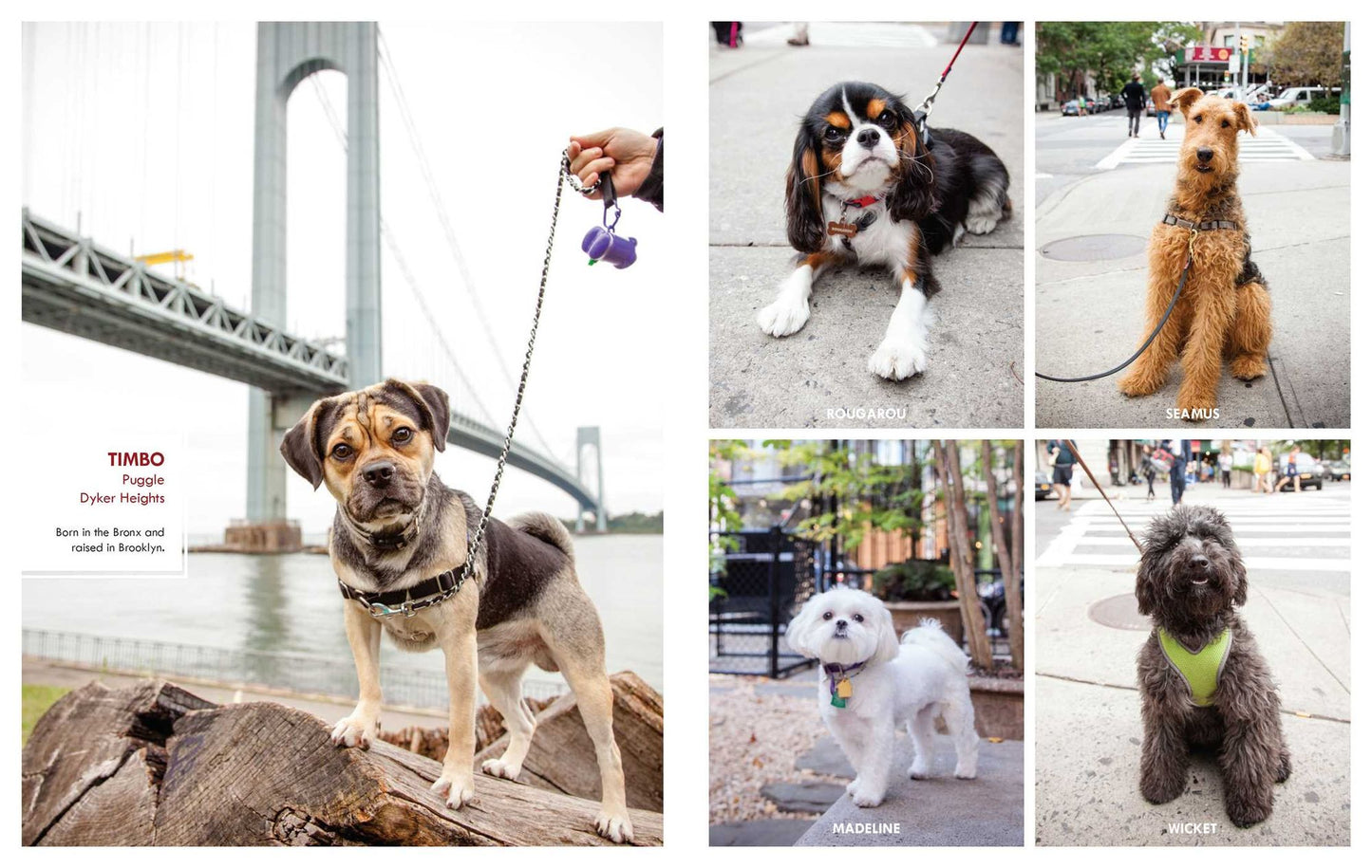Canines of New York
