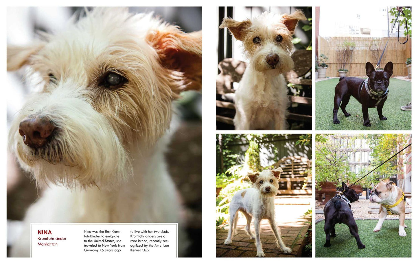 Canines of New York