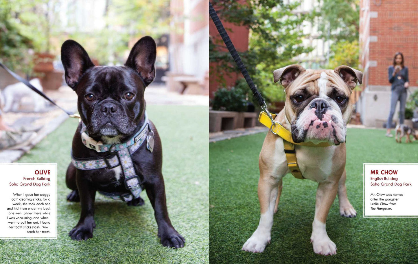 Canines of New York