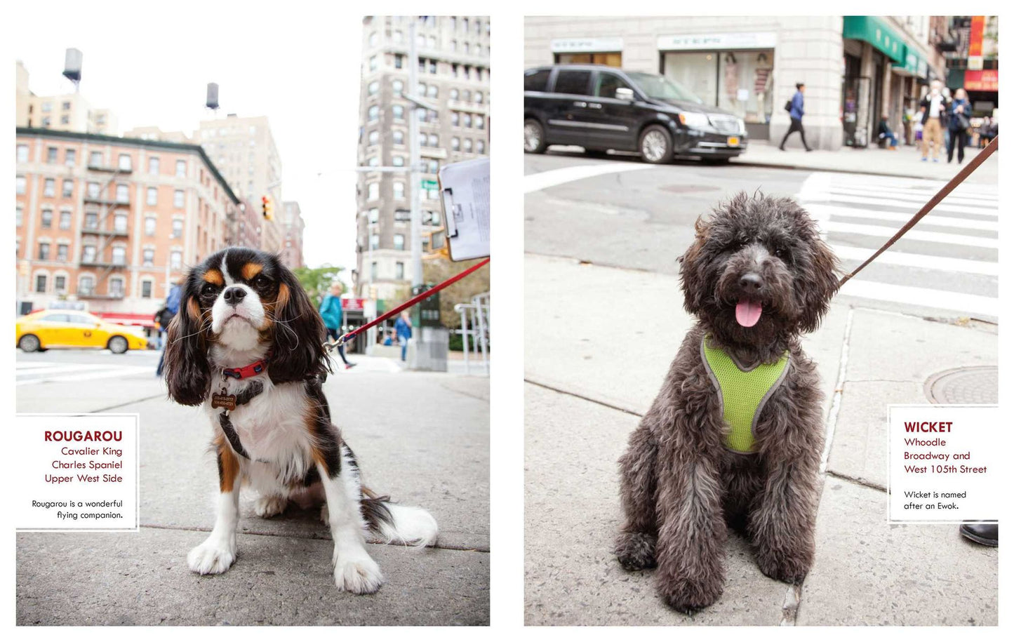 Canines of New York