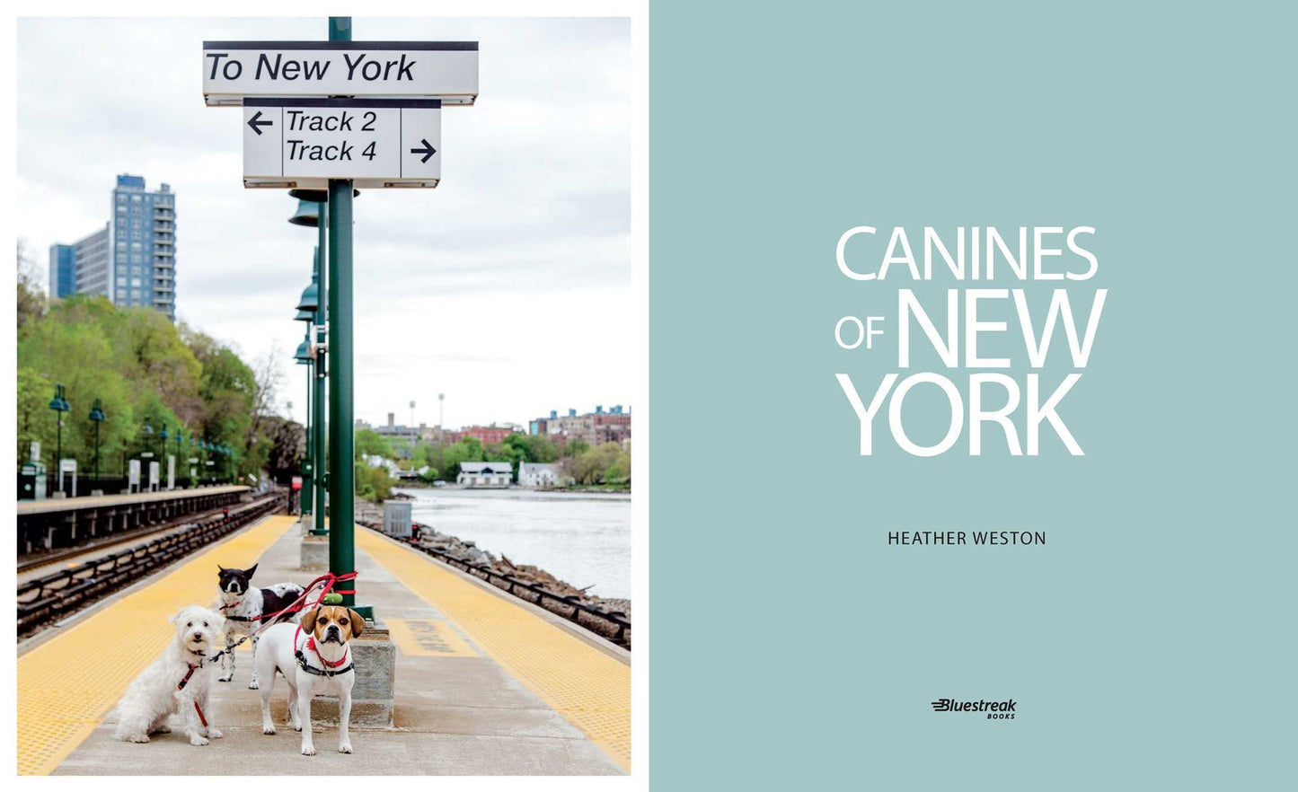 Canines of New York