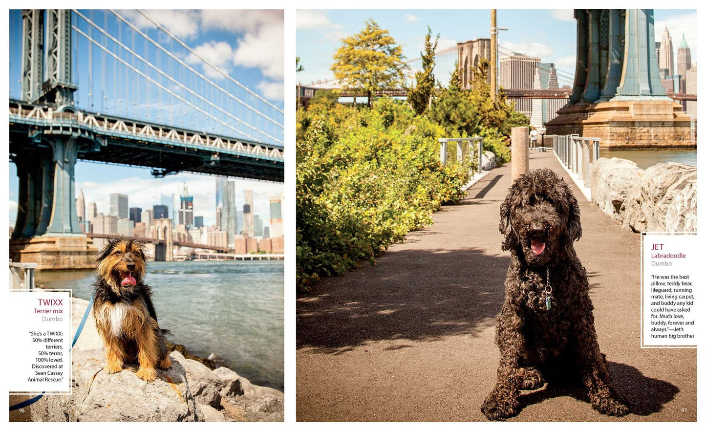 Canines of New York