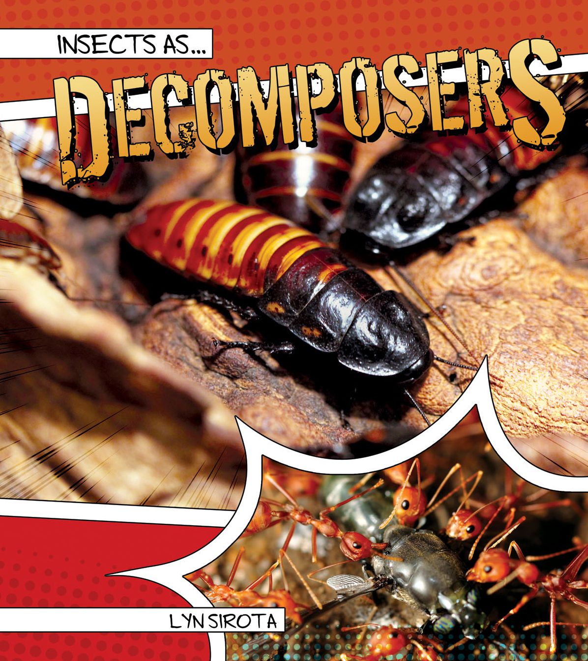 Insects As Decomposers
