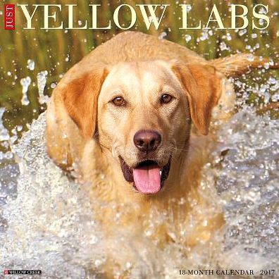 2017 Just Yellow Labs Wall Calendar