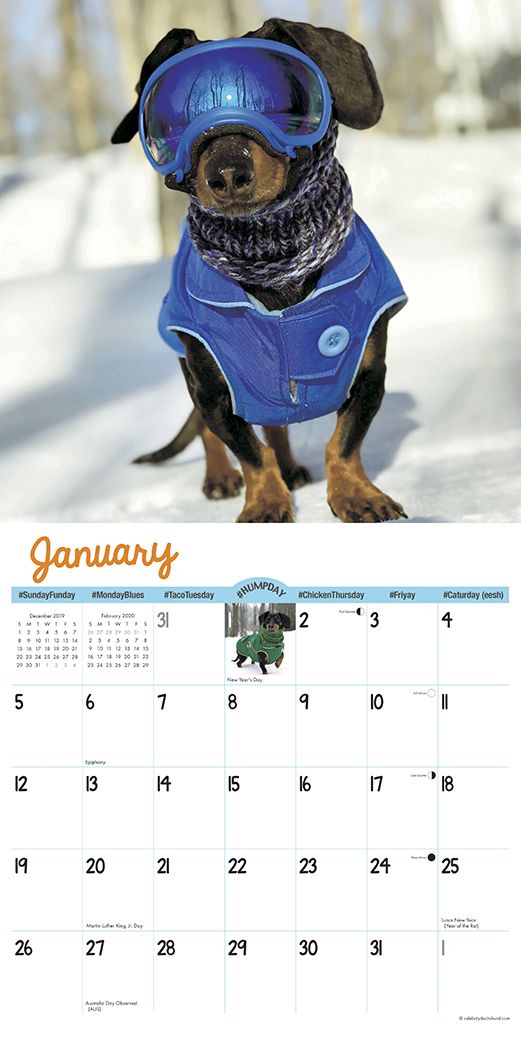 Crusoe the Celebrity Dachshund 2020 Wall Calendar (Dog Breed Calendar)