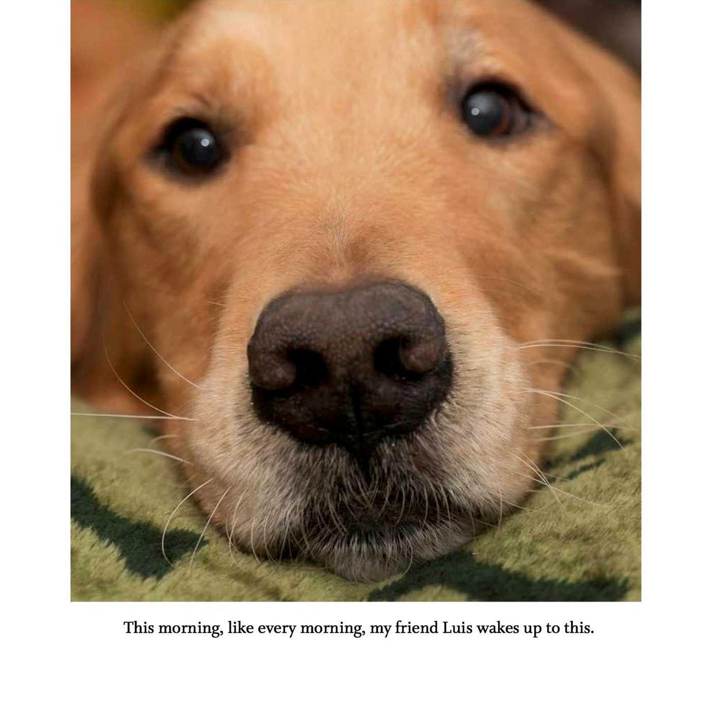 Tuesday Takes Me There: The Healing Journey of a Veteran and his Service Dog