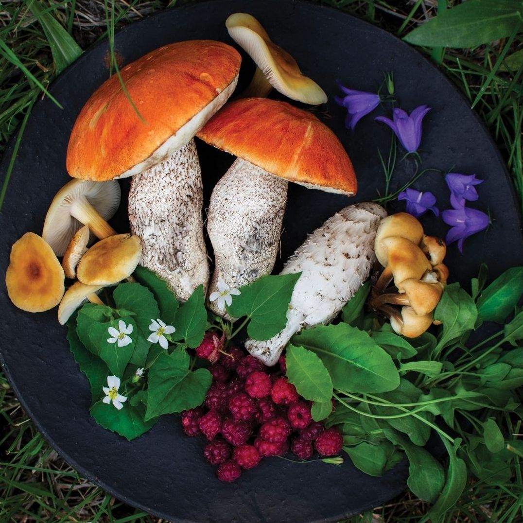 Mushroom Wanderland: A Forager's Guide to Finding, Identifying, and Using More Than 25 Wild Fungi