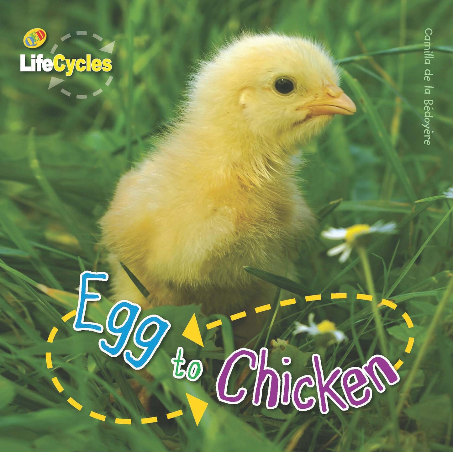 Egg To Chicken