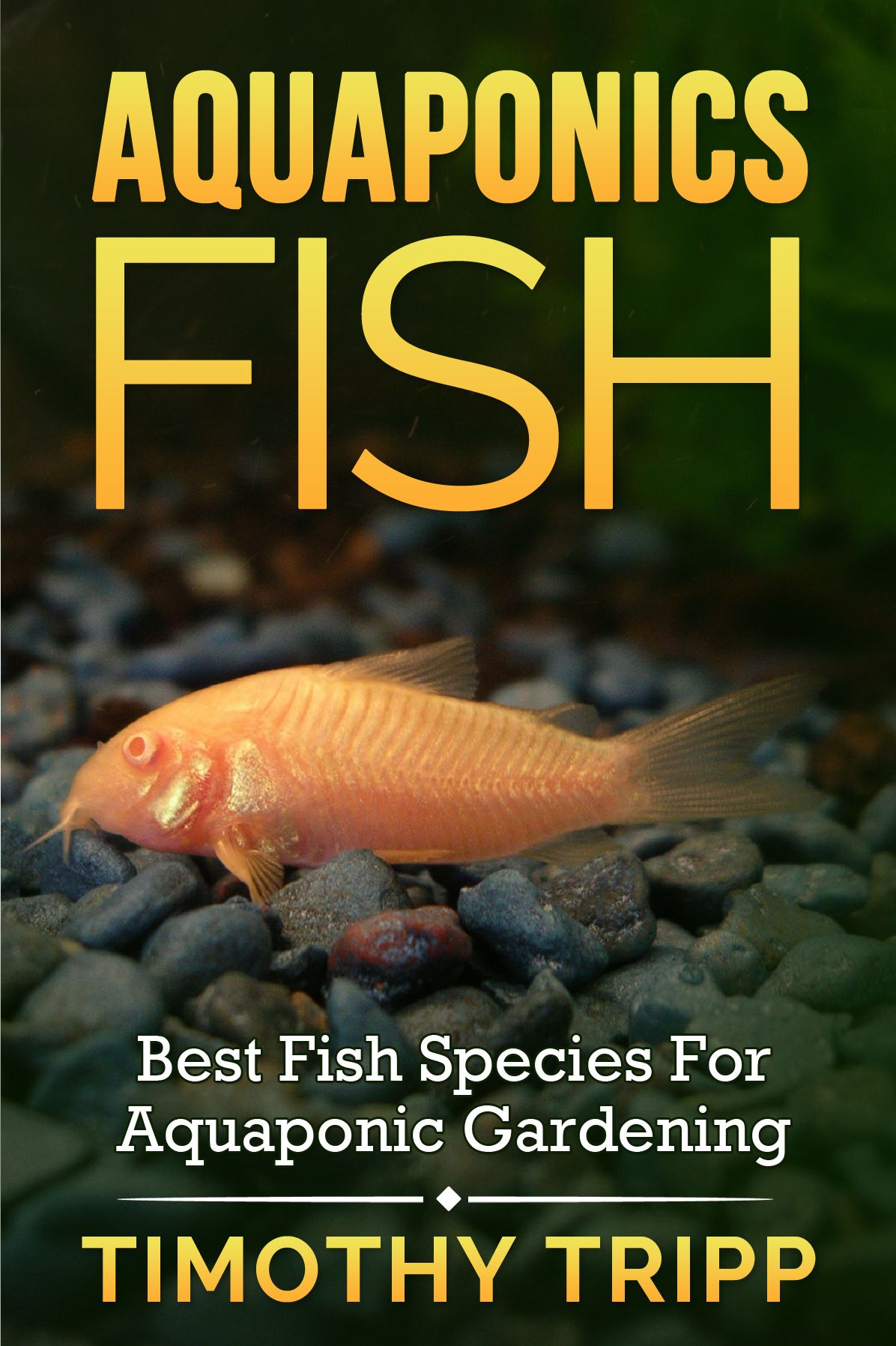 Aquaponics Fish: Best Fish Species For Aquaponic Gardening