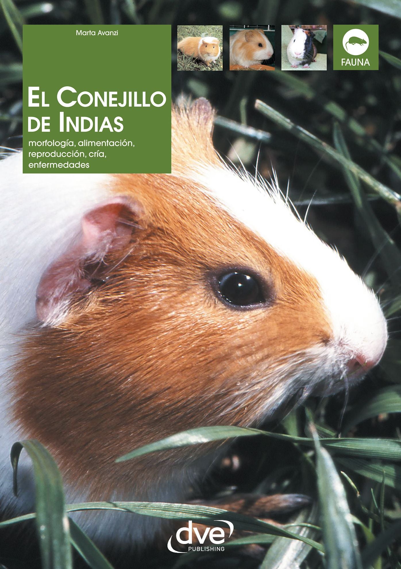 El Conejillo de Indias. Morfología, alimentación, reproducción, prevención y tratamiento de las enfermedades