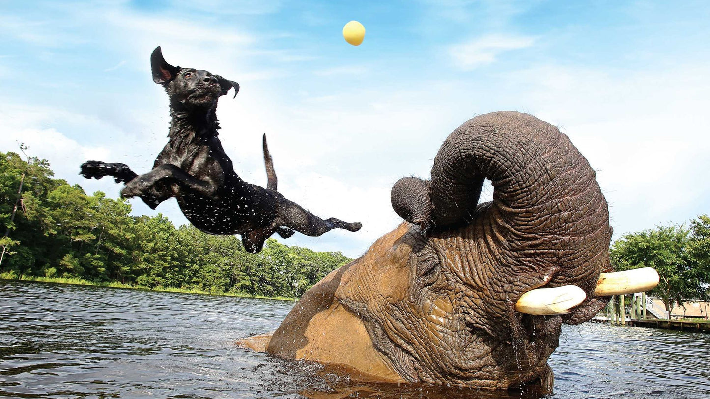 Wild Family: Seven Stories of Extraordinary Animal Friendship