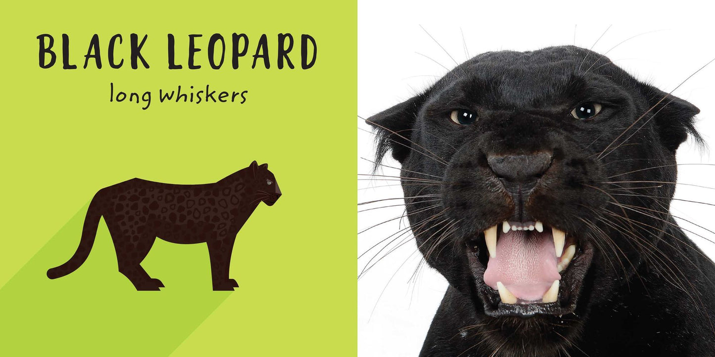 The Safari Circle: Big Cats: Touch and Feel
