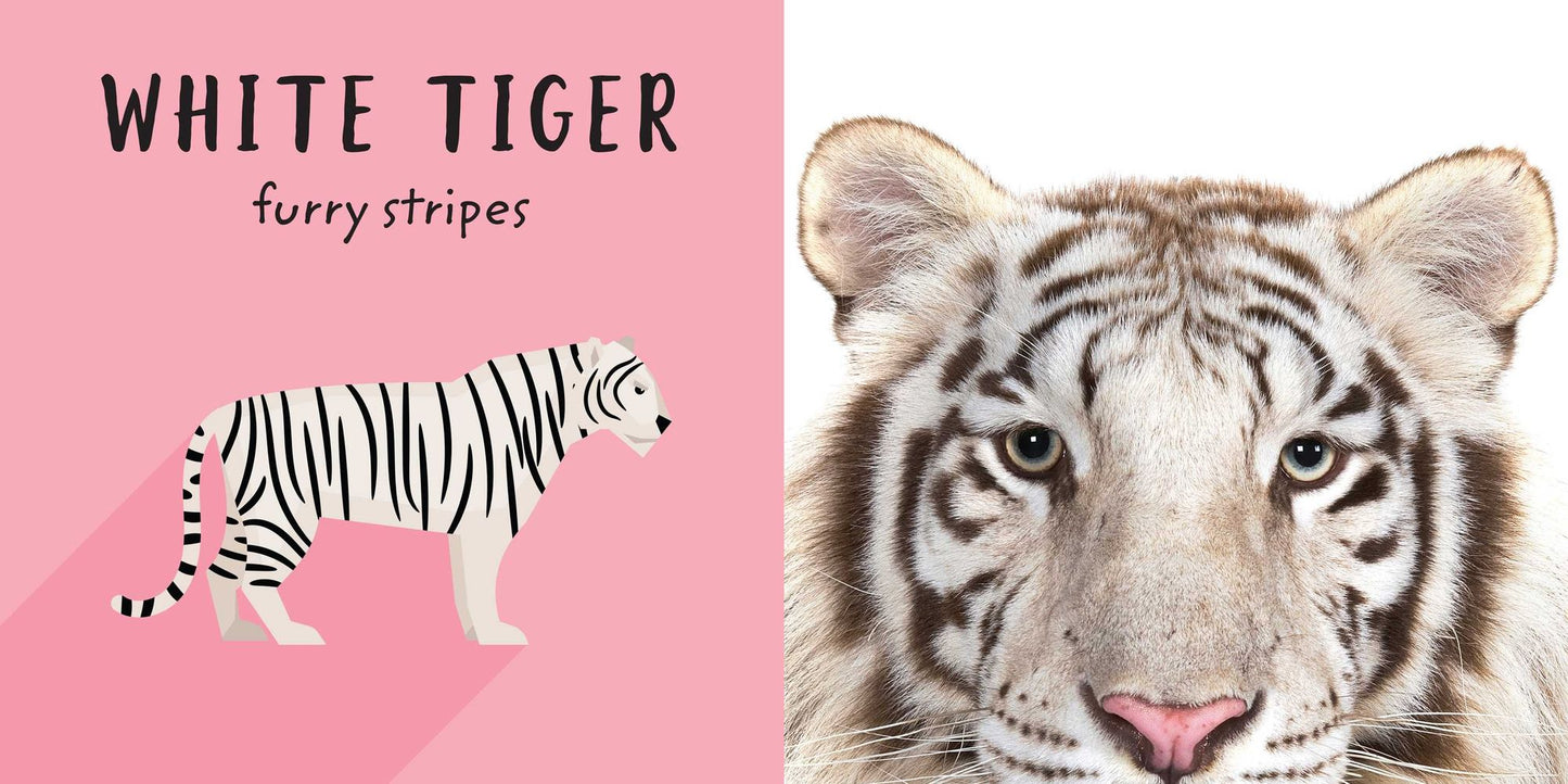 The Safari Circle: Big Cats: Touch and Feel