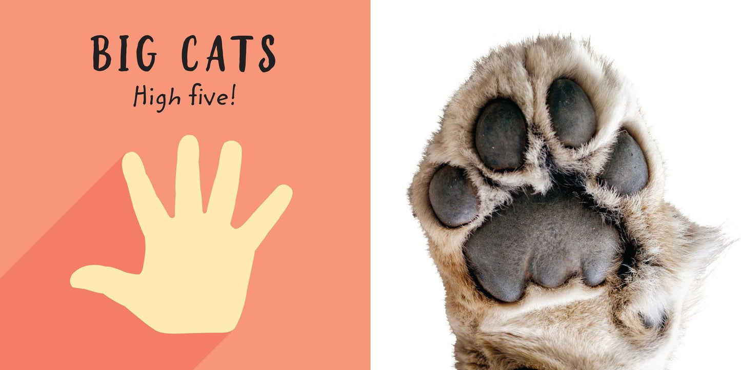 The Safari Circle: Big Cats: Touch and Feel