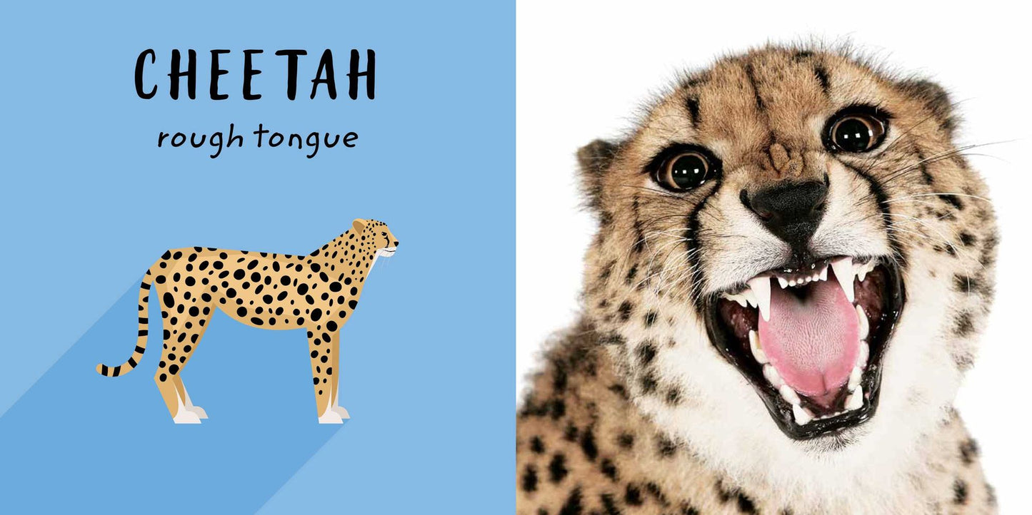 The Safari Circle: Big Cats: Touch and Feel