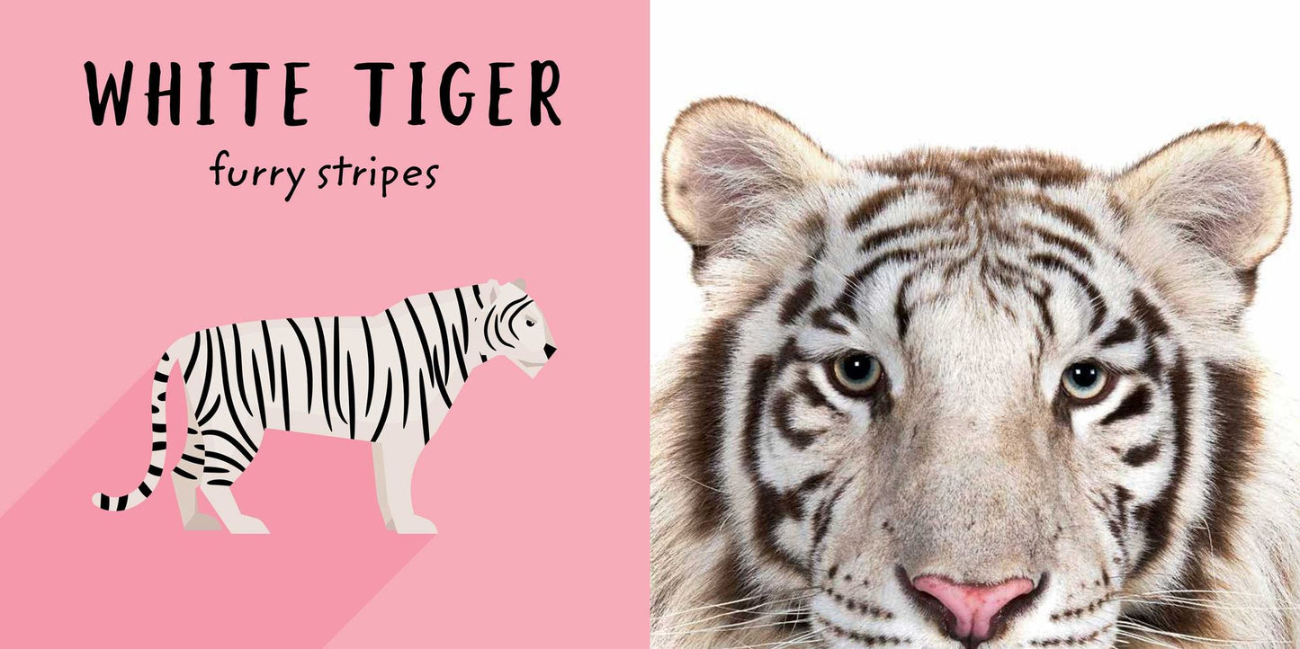 The Safari Circle: Big Cats: Touch and Feel