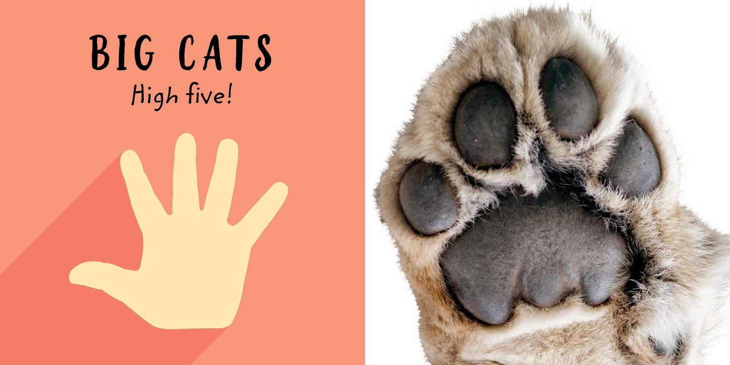 The Safari Circle: Big Cats: Touch and Feel